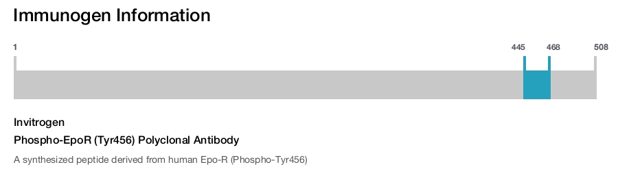 Phospho-EpoR (Tyr456) Polyclonal Antibody