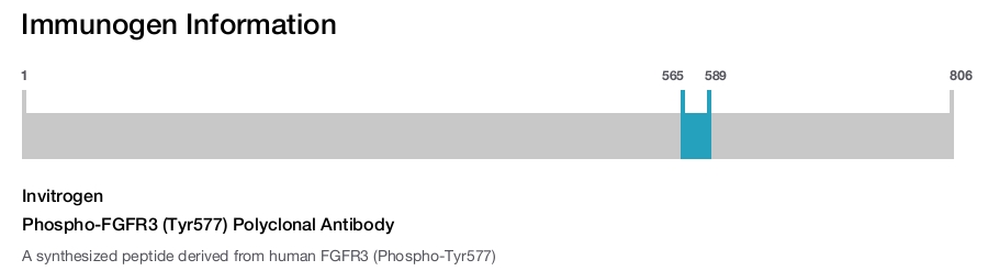 Phospho-FGFR3 (Tyr577) Polyclonal Antibody