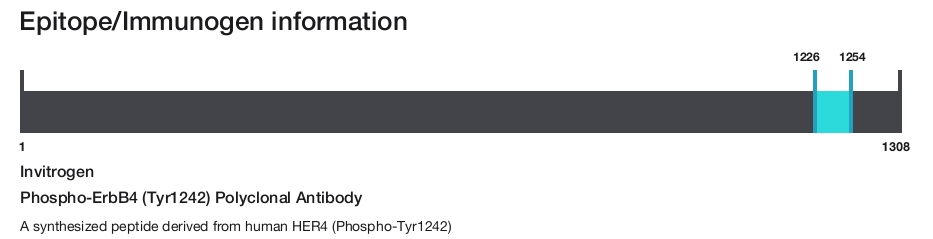 Phospho-ErbB4 (Tyr1242) Polyclonal Antibody