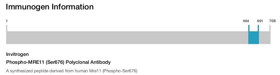 Phospho-MRE11 (Ser676) Polyclonal Antibody