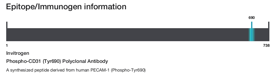 Phospho-CD31 (Tyr690) Polyclonal Antibody