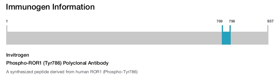 Phospho-ROR1 (Tyr786) Polyclonal Antibody