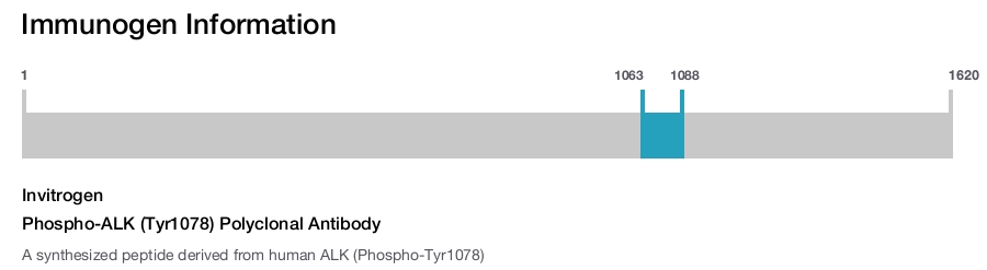 Phospho-ALK (Tyr1078) Polyclonal Antibody
