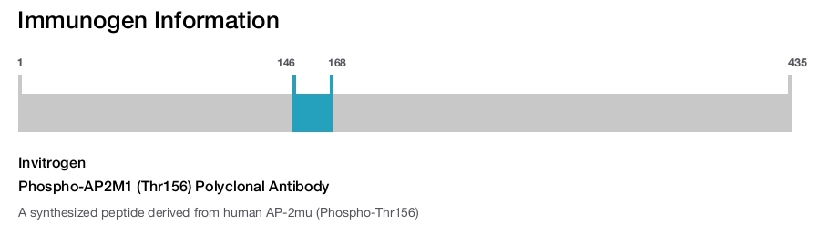 Phospho-AP2M1 (Thr156) Polyclonal Antibody