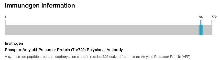 Phospho-Amyloid Precursor Protein (Thr729) Polyclonal Antibody