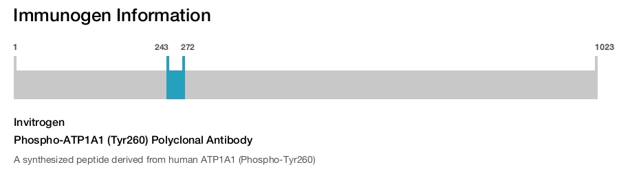 Phospho-ATP1A1 (Tyr260) Polyclonal Antibody