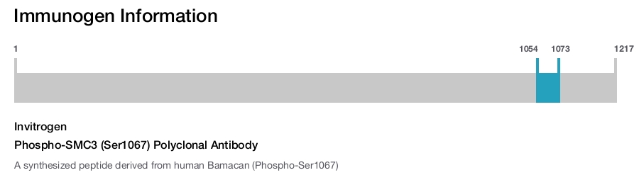 Phospho-SMC3 (Ser1067) Polyclonal Antibody