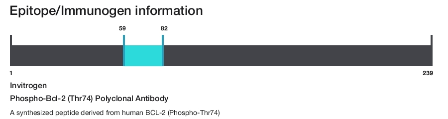 Phospho-Bcl-2 (Thr74) Polyclonal Antibody