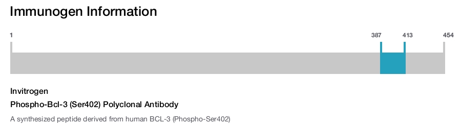 Phospho-Bcl-3 (Ser402) Polyclonal Antibody