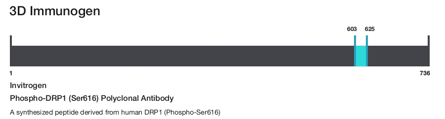 Phospho-DRP1 (Ser616) Polyclonal Antibody