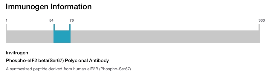 Phospho-eIF2 beta(Ser67) Polyclonal Antibody