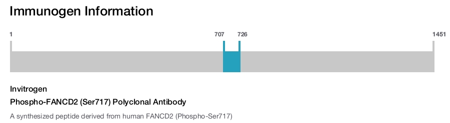 Phospho-FANCD2 (Ser717) Polyclonal Antibody
