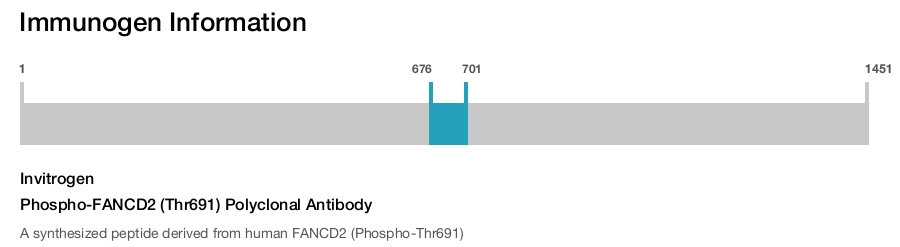 Phospho-FANCD2 (Thr691) Polyclonal Antibody