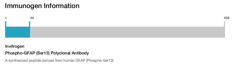 Phospho-GFAP (Ser13) Polyclonal Antibody