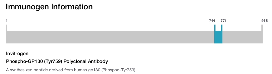 Phospho-GP130 (Tyr759) Polyclonal Antibody