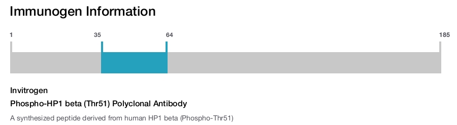 Phospho-HP1 beta (Thr51) Polyclonal Antibody