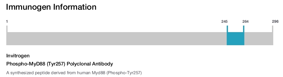 Phospho-MyD88 (Tyr257) Polyclonal Antibody