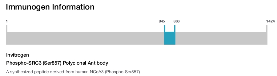 Phospho-SRC3 (Ser857) Polyclonal Antibody