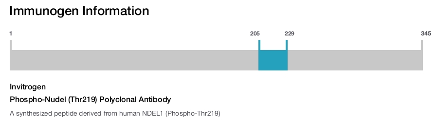 Phospho-Nudel (Thr219) Polyclonal Antibody