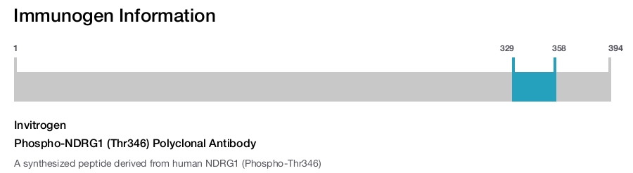 Phospho-NDRG1 (Thr346) Polyclonal Antibody