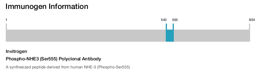 Phospho-NHE3 (Ser555) Polyclonal Antibody