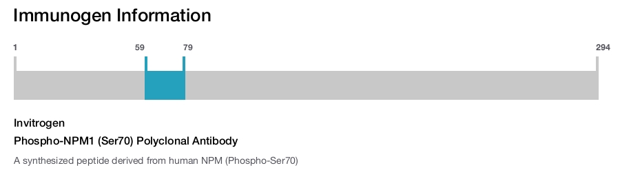 Phospho-NPM1 (Ser70) Polyclonal Antibody