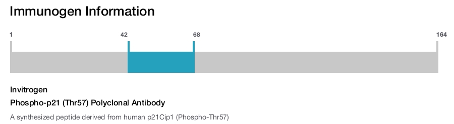 Phospho-p21 (Thr57) Polyclonal Antibody