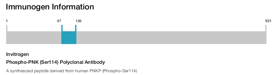 Phospho-PNK (Ser114) Polyclonal Antibody