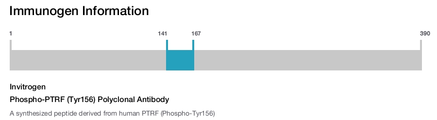 Phospho-PTRF (Tyr156) Polyclonal Antibody