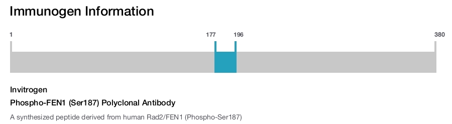 Phospho-FEN1 (Ser187) Polyclonal Antibody