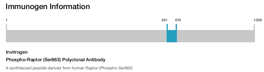 Phospho-Raptor (Ser863) Polyclonal Antibody