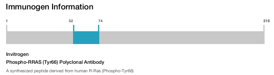 Phospho-RRAS (Tyr66) Polyclonal Antibody