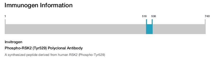 Phospho-RSK2 (Tyr529) Polyclonal Antibody