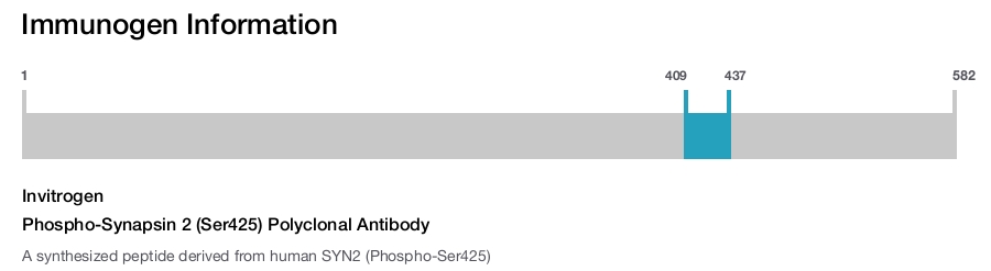 Phospho-Synapsin 2 (Ser425) Polyclonal Antibody
