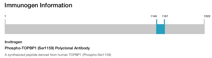 Phospho-TOPBP1 (Ser1159) Polyclonal Antibody