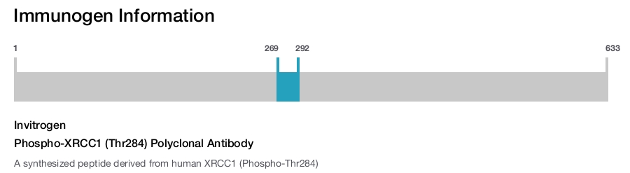 Phospho-XRCC1 (Thr284) Polyclonal Antibody