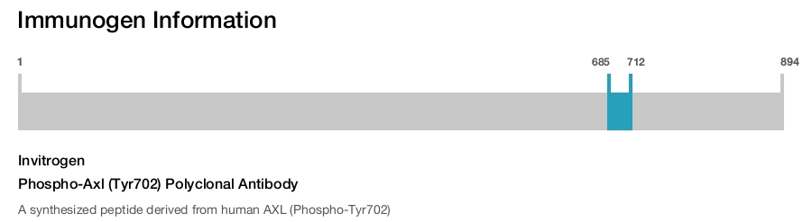 Phospho-Axl (Tyr702) Polyclonal Antibody