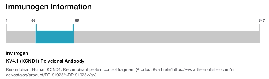 KV4.1 (KCND1) Polyclonal Antibody