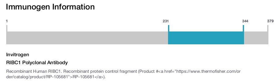 RIBC1 Polyclonal Antibody