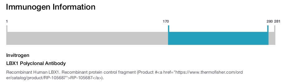 LBX1 Polyclonal Antibody