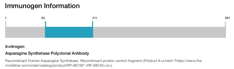 Asparagine Synthetase Polyclonal Antibody