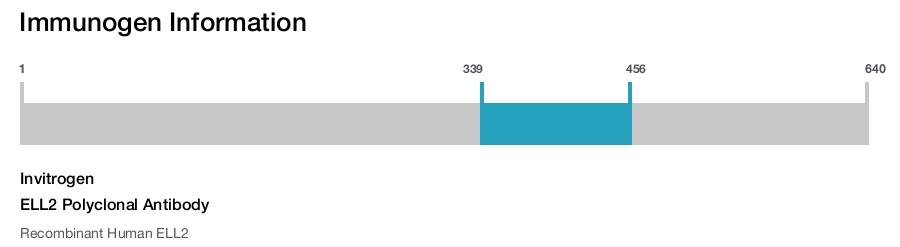 ELL2 Polyclonal Antibody
