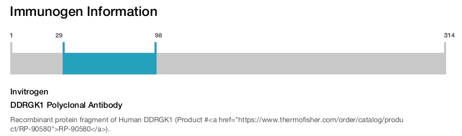 DDRGK1 Polyclonal Antibody