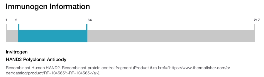 HAND2 Polyclonal Antibody