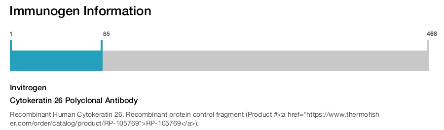 Cytokeratin 26 Polyclonal Antibody