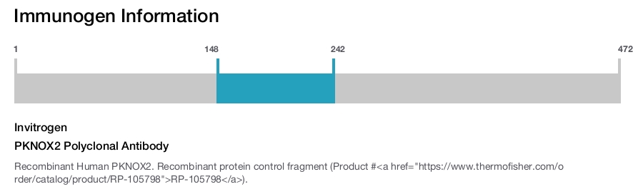 PKNOX2 Polyclonal Antibody