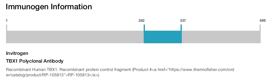 TBX1 Polyclonal Antibody