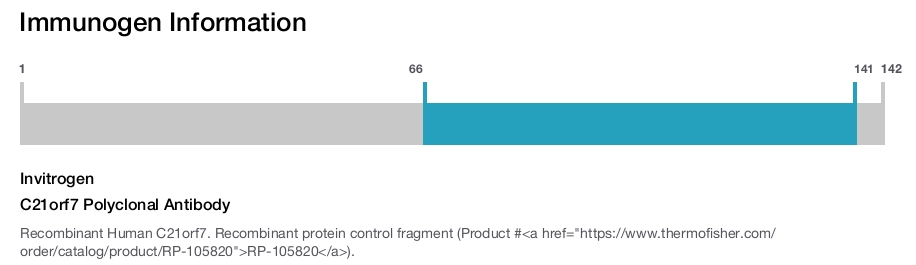 C21orf7 Polyclonal Antibody