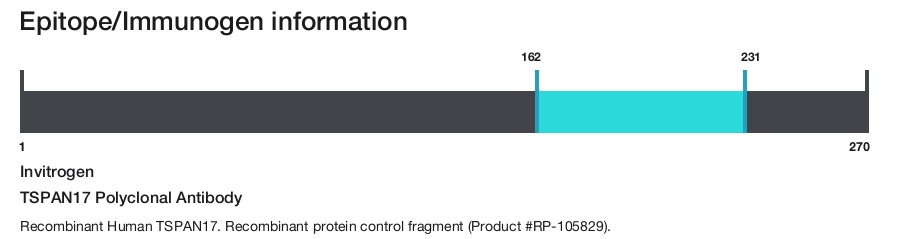 TSPAN17 Polyclonal Antibody