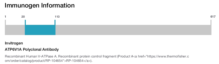 ATP6V1A Polyclonal Antibody
